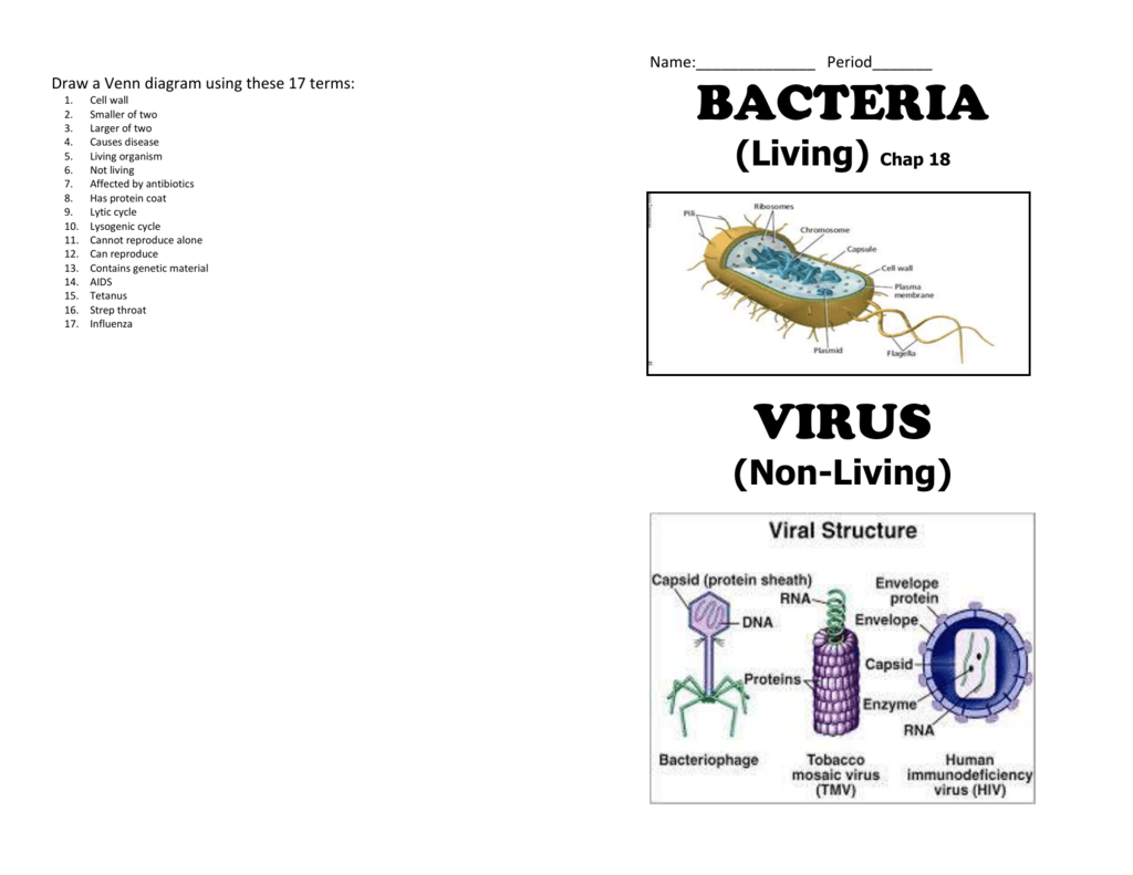 Bacteria And Virus Venn Diagram Bacteria Virus Booklet