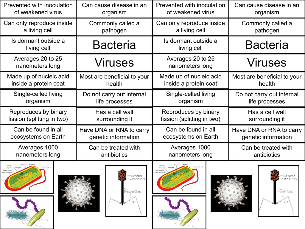 Bacteria And Virus Venn Diagram Bacteria Vs Virus Venn Diagram
