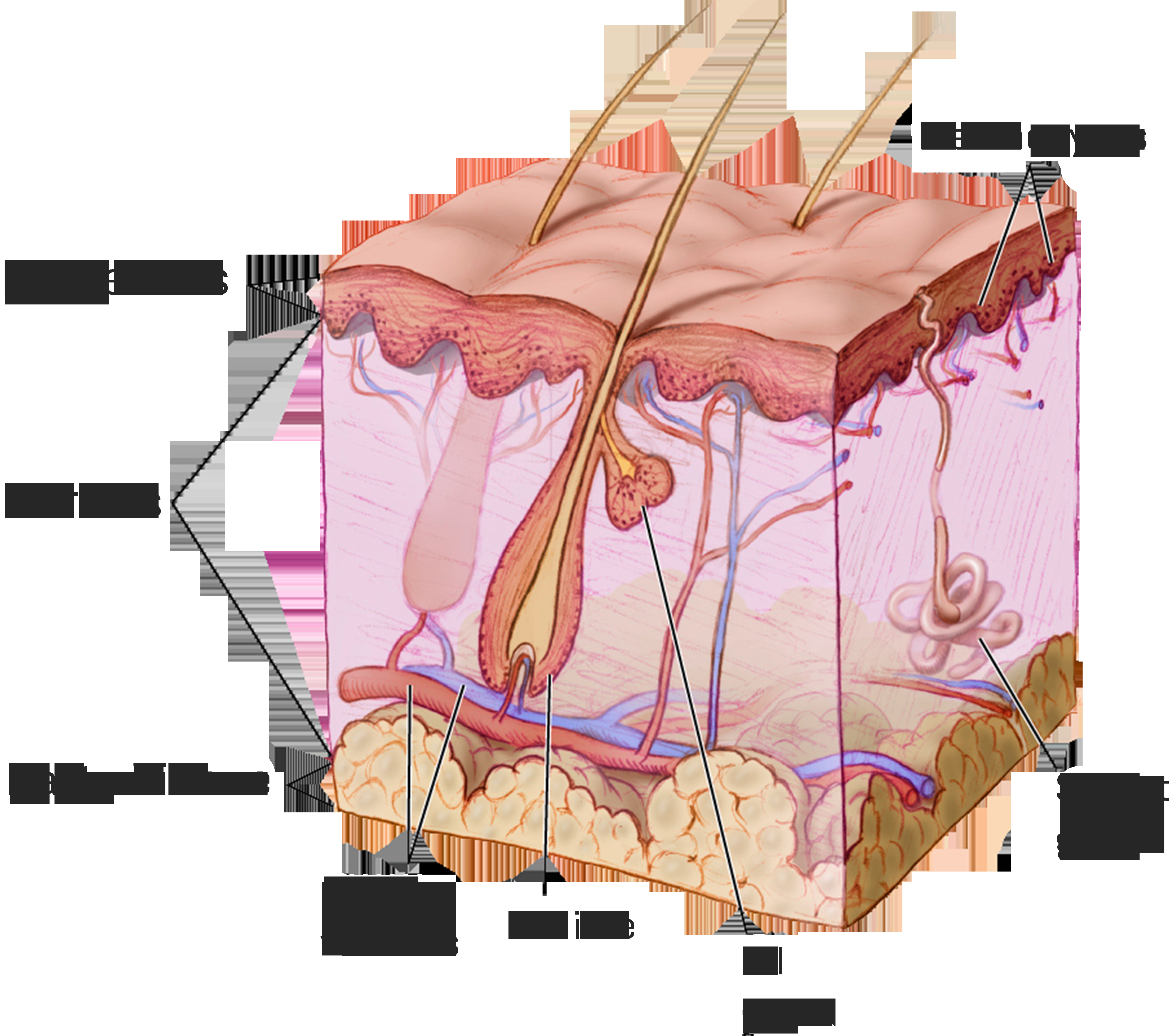 Blind Pimple Diagram The Immunology Of Acne Immpress Magazine