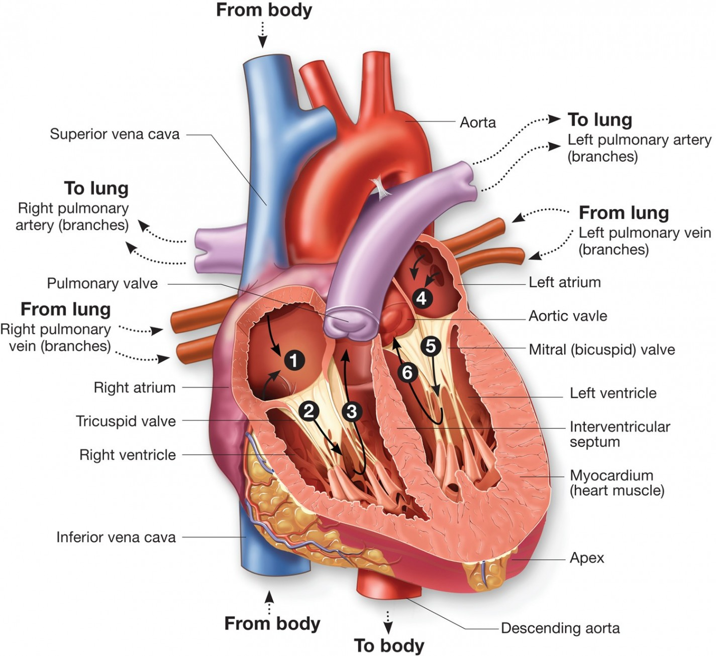 Blood Flow Through The Heart Diagram Blood Flow Diagram Of Heart New Heart Diagram With Labels