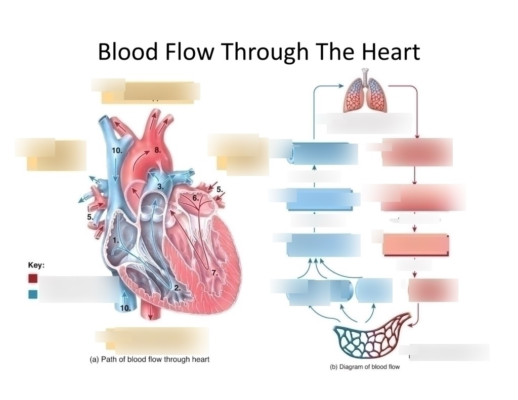 Blood Flow Through The Heart Diagram Blood Flow Through Heart Diagram Quizlet