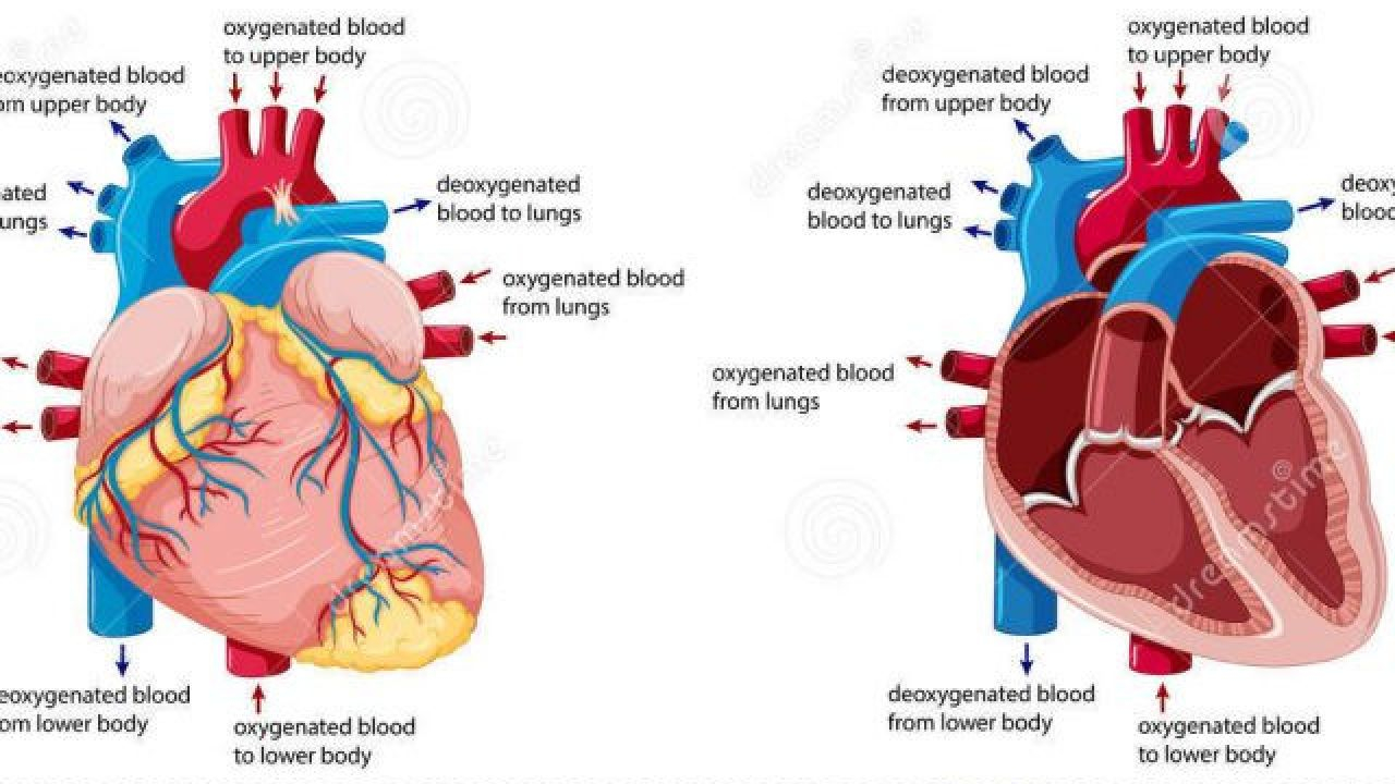 Blood Flow Through The Heart Diagram Blood Flow Through The Heart Diagram Step Step Child And Family