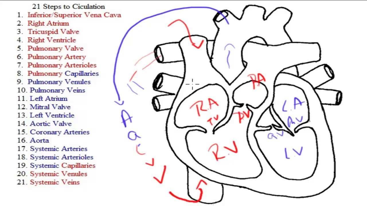 Blood Flow Through The Heart Diagram Blood Flow Through The Heart Diagram Unique Anatomy Of The Heart