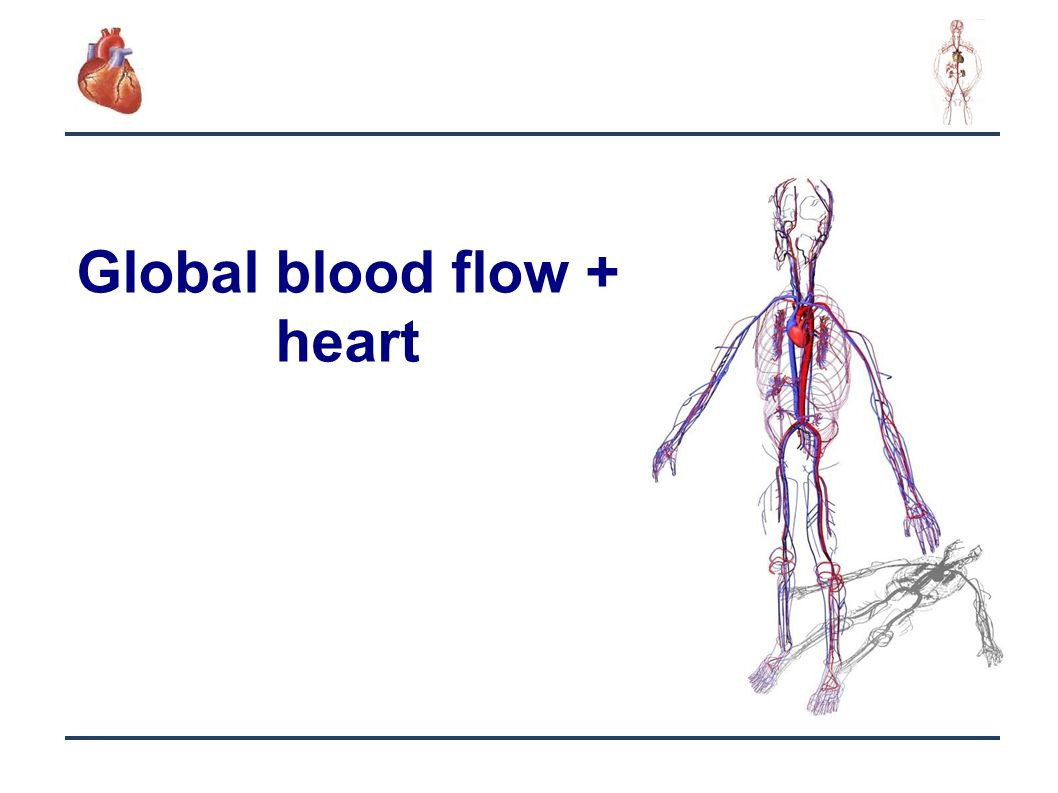 Blood Flow Through The Heart Diagram Blood Flow Through The Heart Step Step Diagram Fresh The Heart