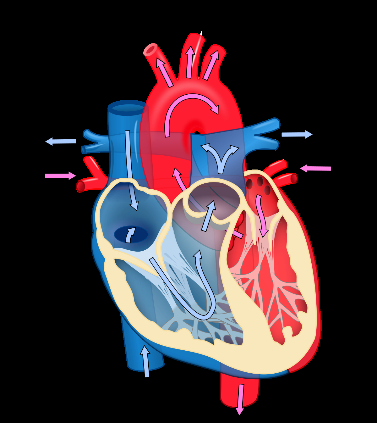 Blood Flow Through The Heart Diagram Cardiology Wikipedia