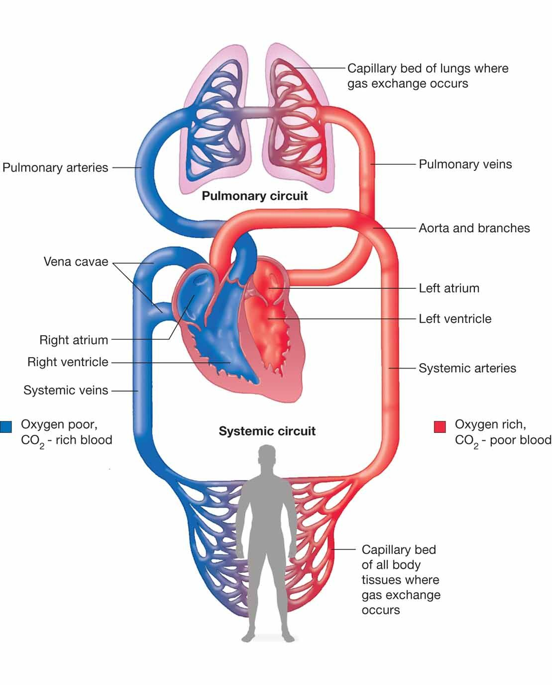 Blood Flow Through The Heart Diagram Circulatory And Y System Flow Chart Flowcharts Human Diagram Photos