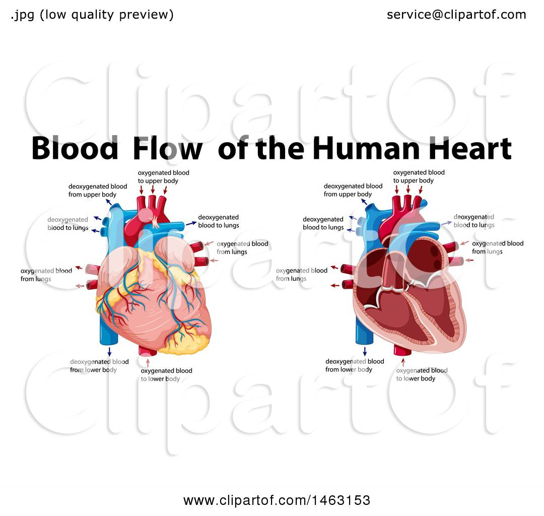 Blood Flow Through The Heart Diagram Clipart Of A Medical Diagram Of Blood Flow Of The Human Heart