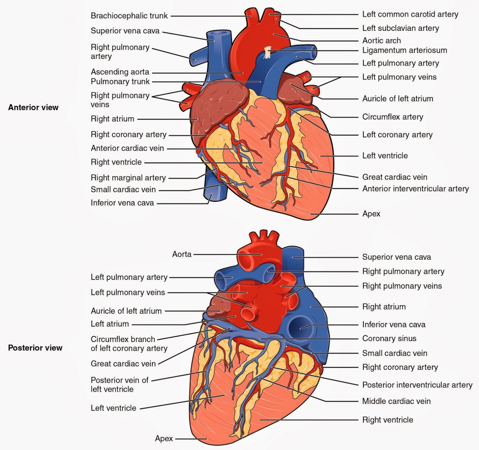 Blood Flow Through The Heart Diagram Diagram Of How Blood Flows Through The Heart New Blood Flow Through