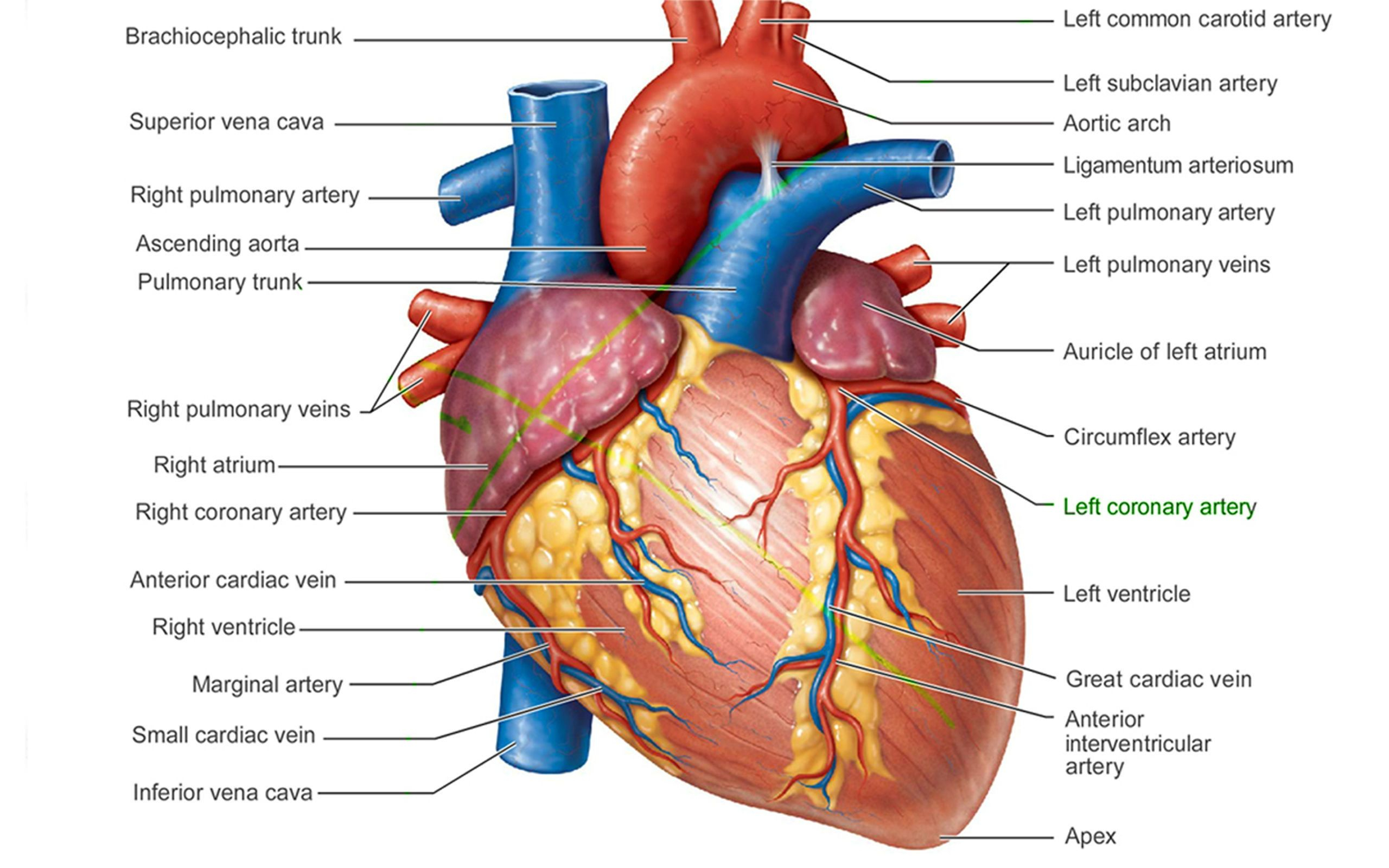 Blood Flow Through The Heart Diagram Easy Diagram Of Human Heart Unique Blood Flow Through The Heart