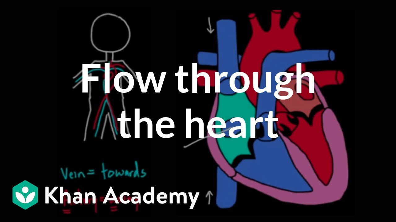 Blood Flow Through The Heart Diagram Flow Through The Heart Video Khan Academy
