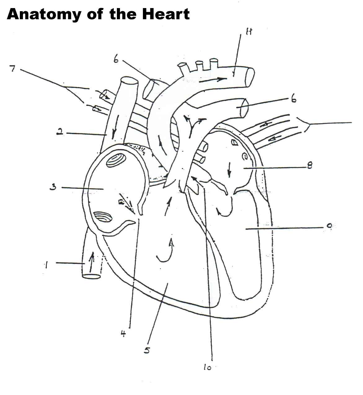 Blood Flow Through The Heart Diagram Heart Diagram Drawing At Getdrawings Free For Personal Use