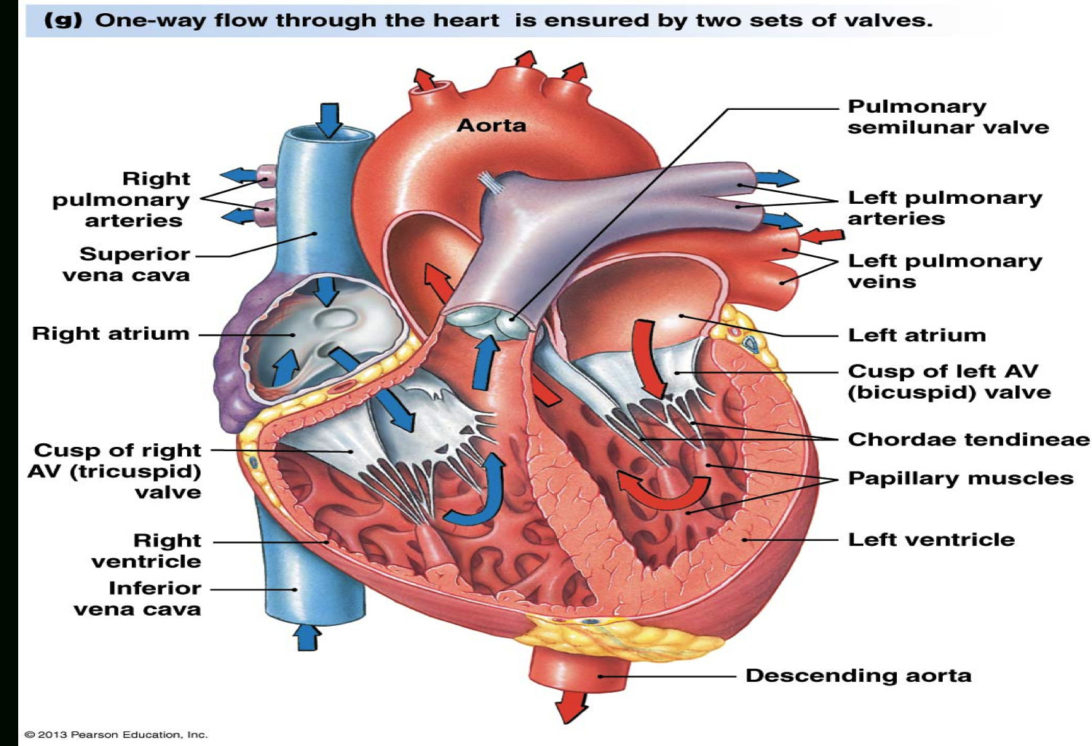 Blood Flow Through The Heart Diagram Human Heart Diagram Blood Flow Images Of The And Diagrams Valves