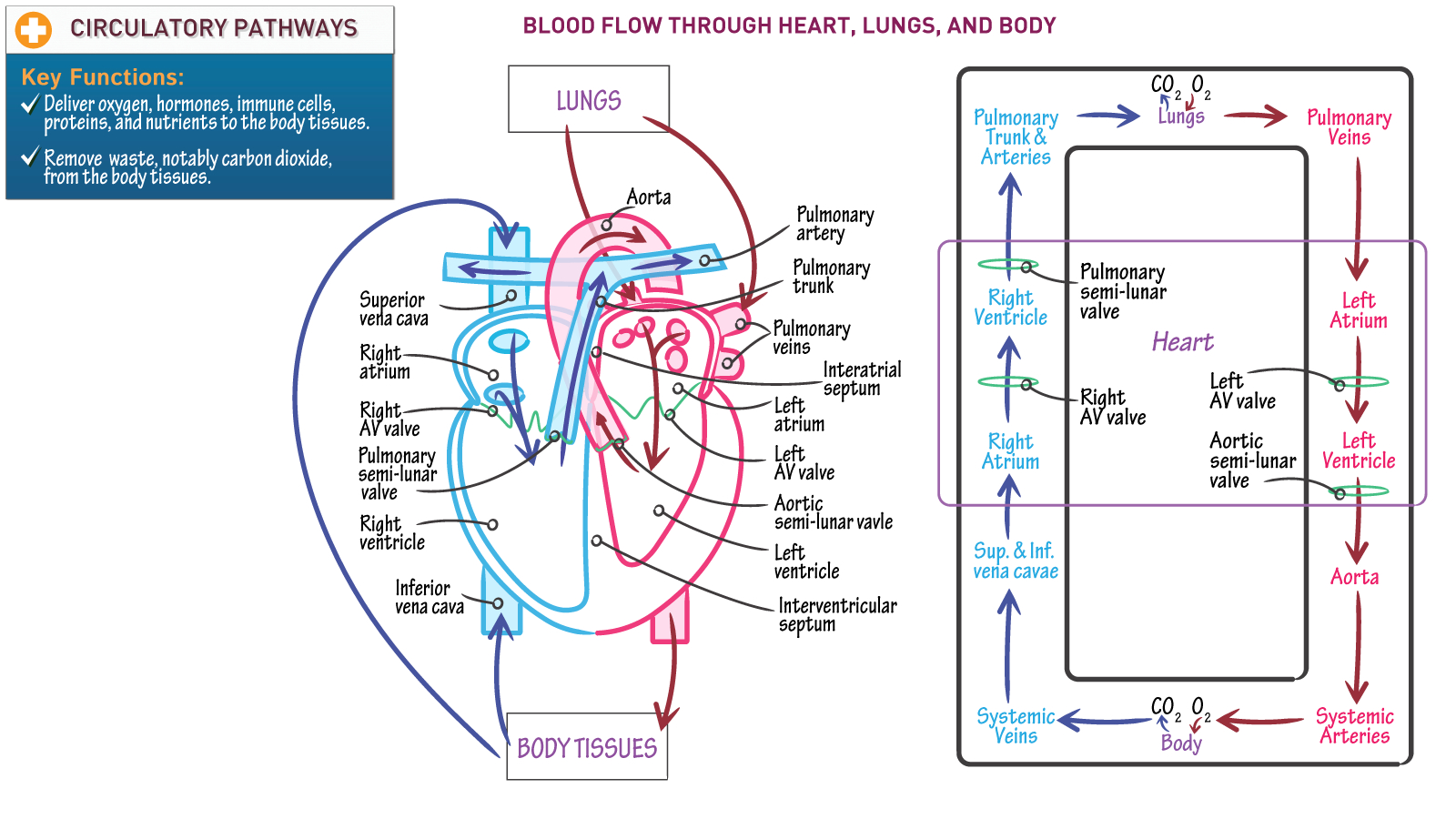 Blood Flow Through The Heart Diagram The Cardiovascular System Blood Flow Through Heart Lungs And Body