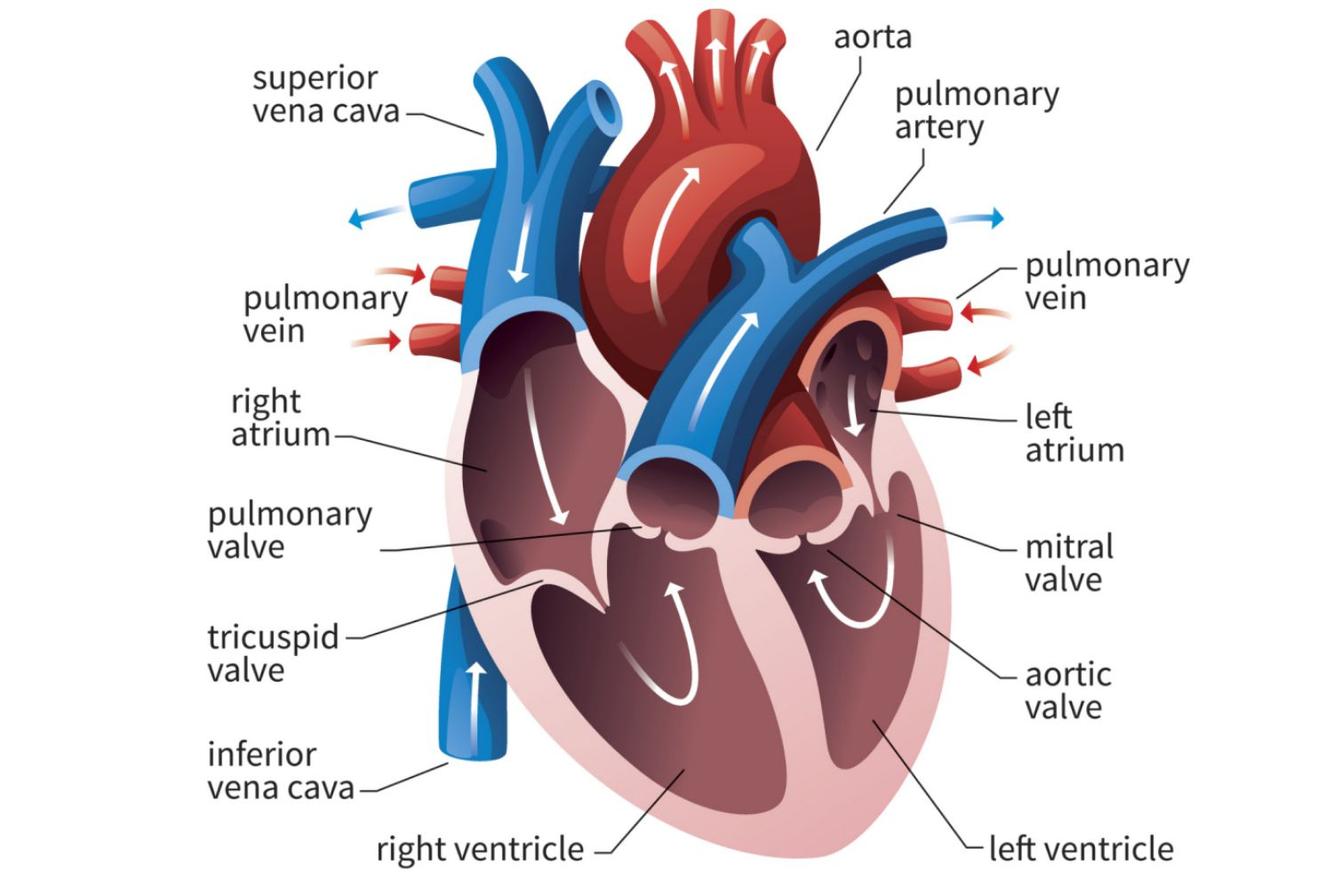 Blood Flow Through The Heart Diagram The Function Of The Heart Ventricles