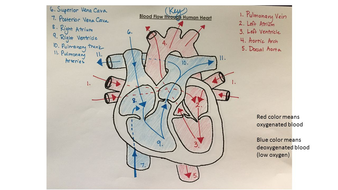 Blood Flow Through The Heart Diagram This Is A Heart Diagram To Help You Understand The Flow Of Blood