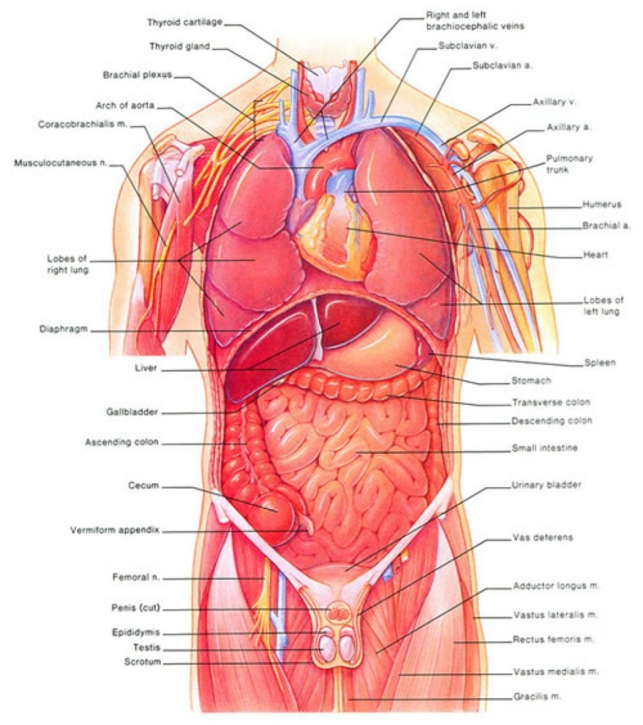 Body Organs Diagram 77 Actual Anatomy Of Organs