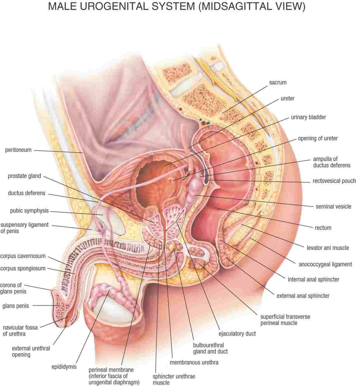 Body Organs Diagram A Diagram Of The Human Body Organs Diagram Of Anatomy