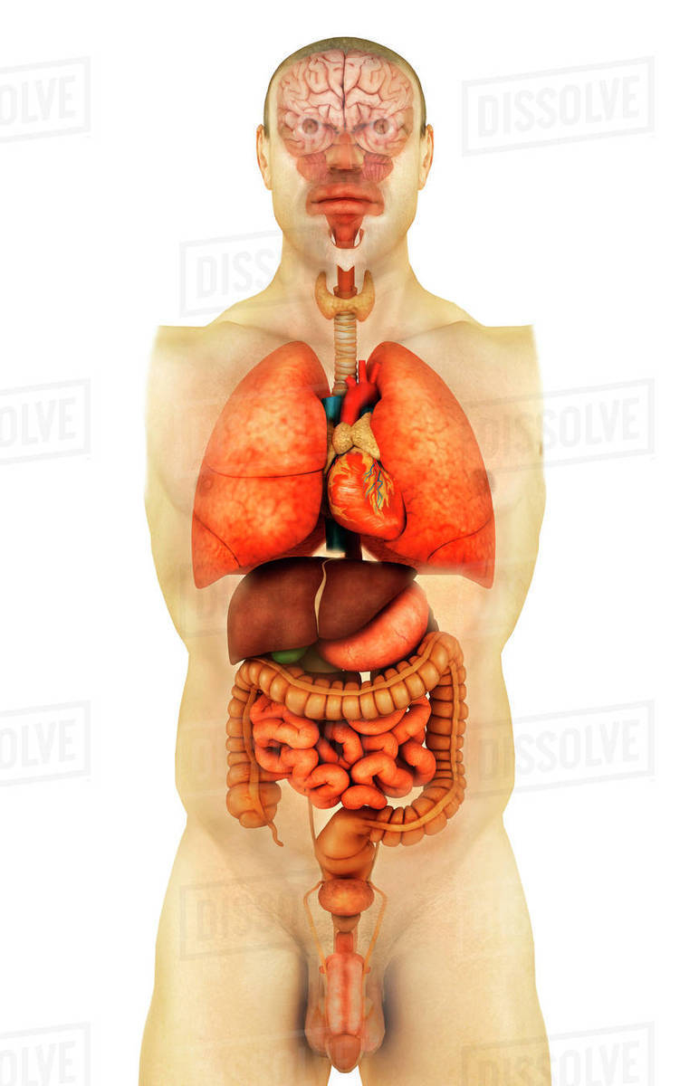 Body Organs Diagram Body Anatomy Diagram Organs Wiring Diagram Web