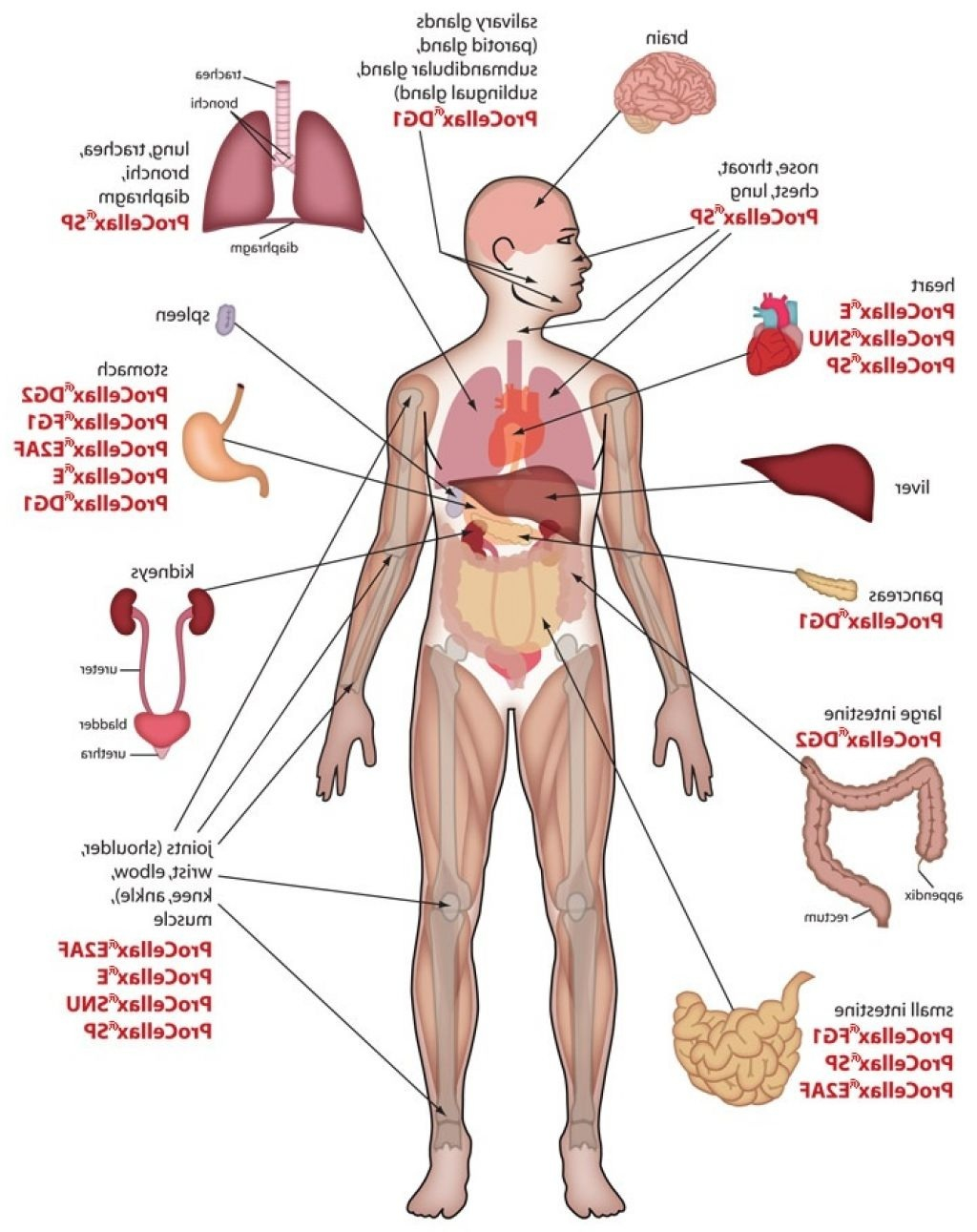 Body Organs Diagram Human Body Organs Diagram Bf Clipartsco