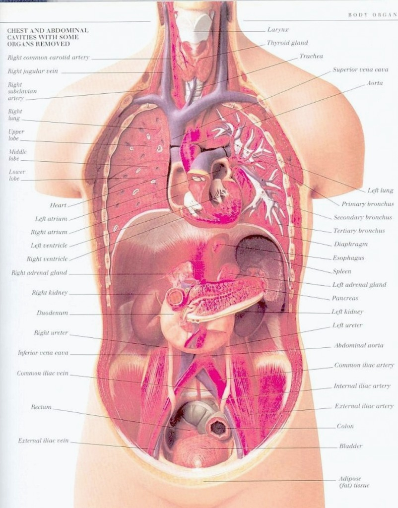 Body Organs Diagram Human Vital Organs Diagram Human Anatomy Diagram For Diagram Of