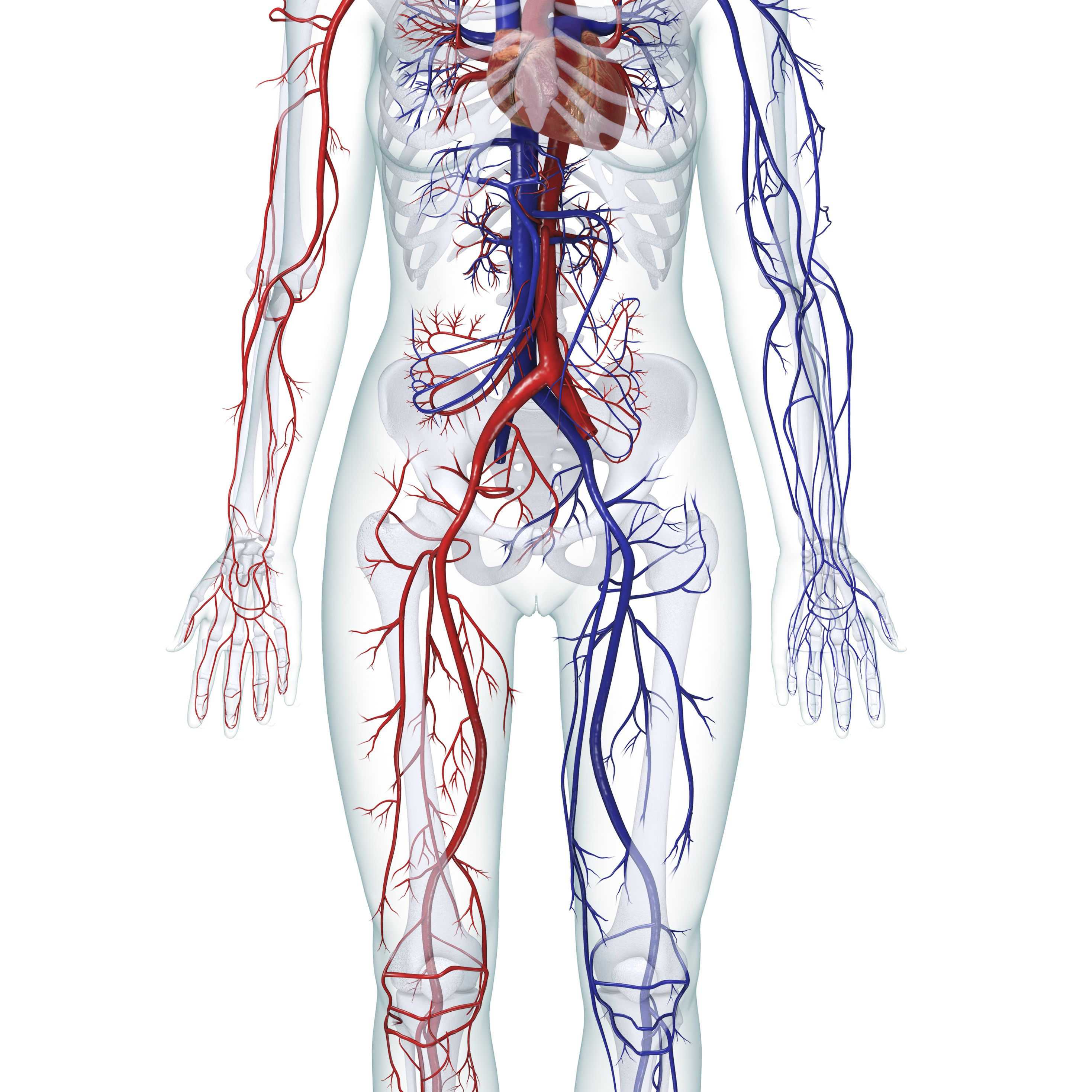 Body Organs Diagram Learn About The Organ Systems In The Human Body
