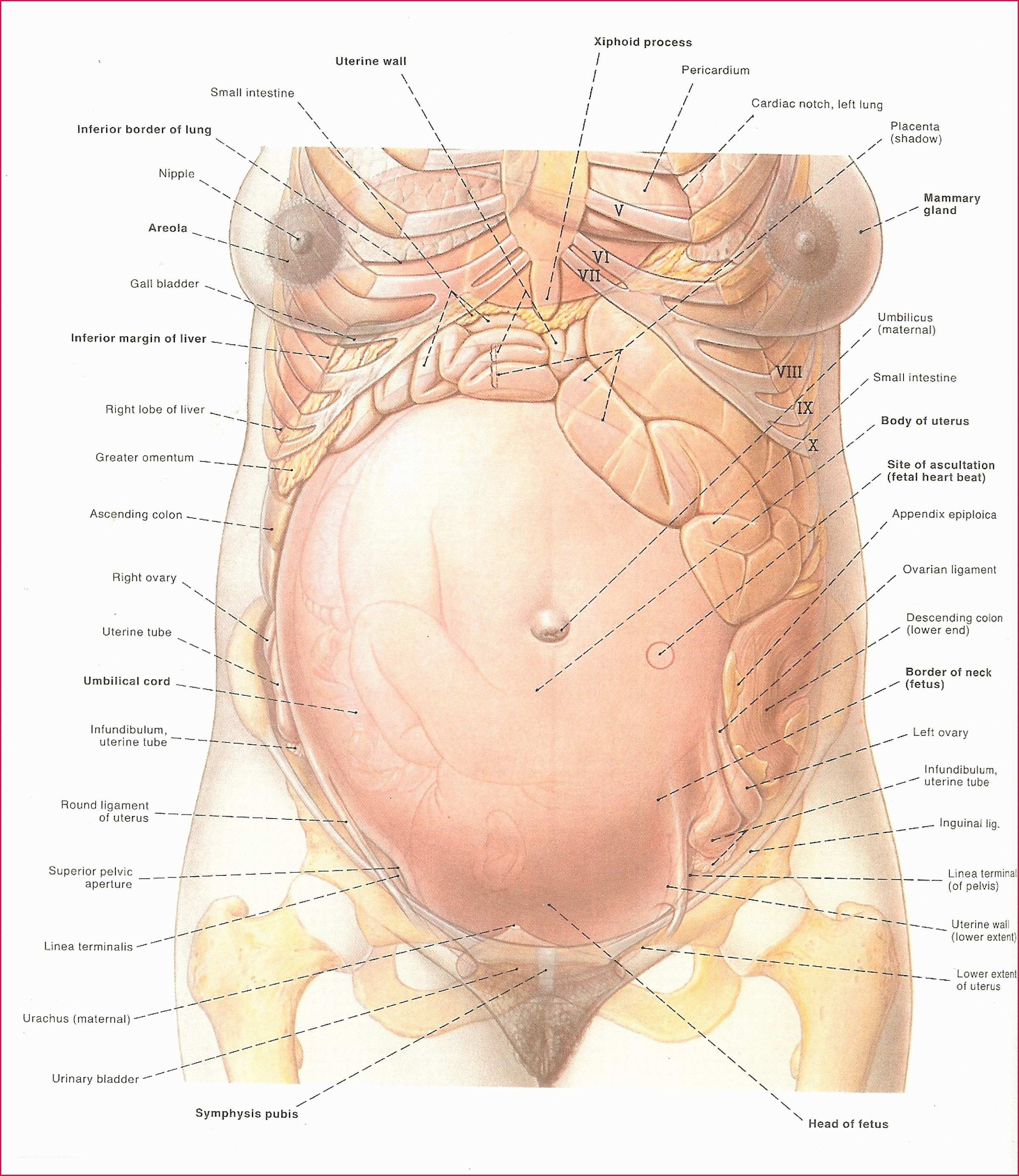 Body Organs Diagram Organ Diagram Female Female Reproductive System Diagram Front View