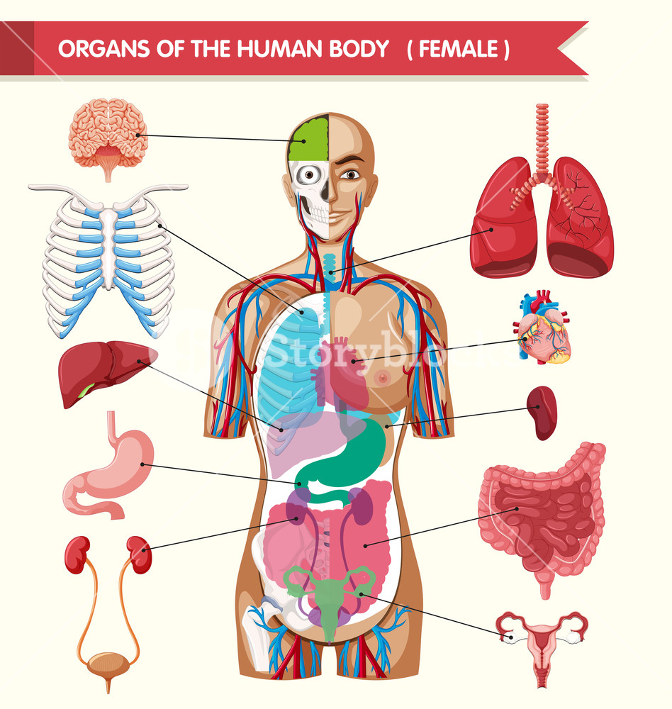 Body Organs Diagram Organs Of The Human Body Diagram Illustration Royalty Free Stock