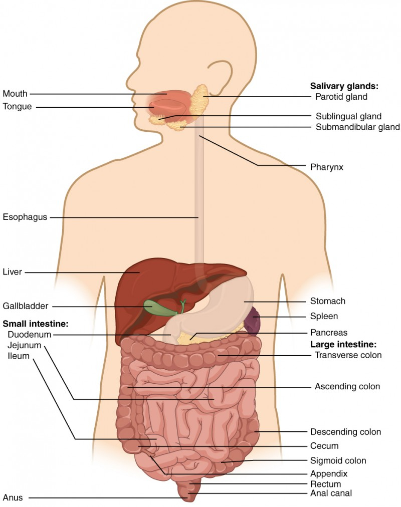Body Organs Diagram Overview Of The Digestive System Anatomy And Physiology Ii