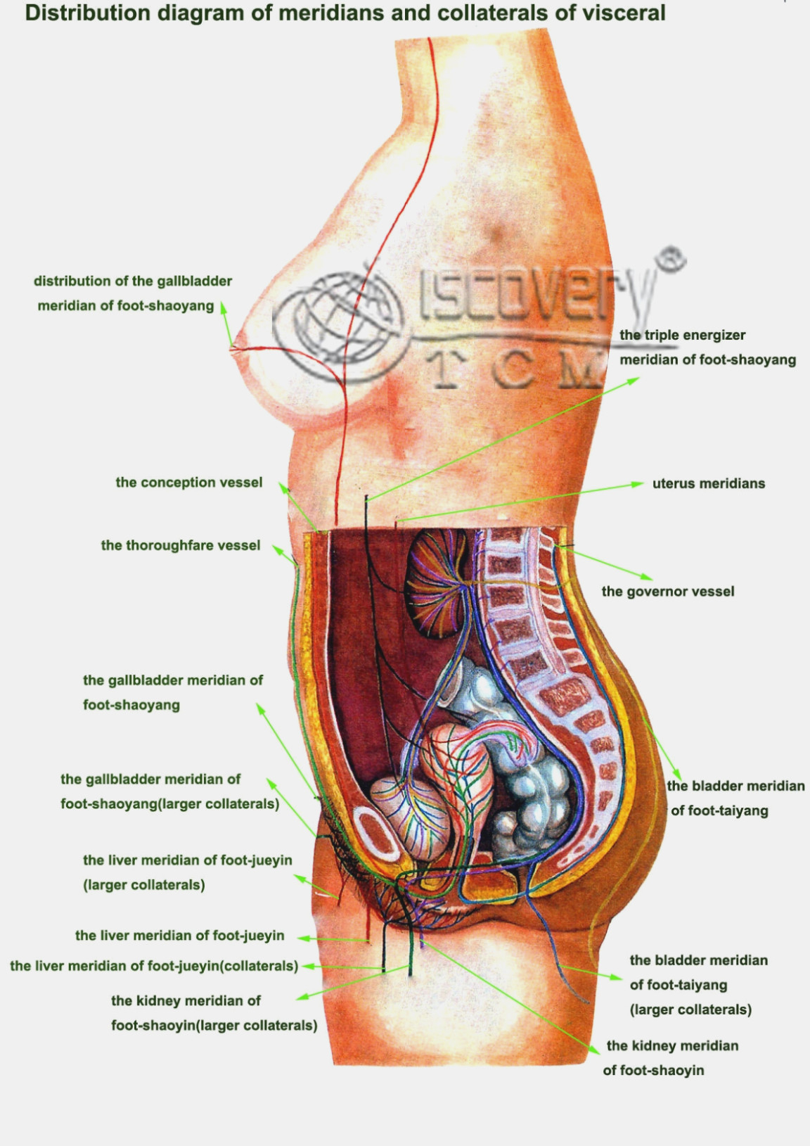 Body Organs Diagram Why Is Everyone Talking About Body Diagram Information
