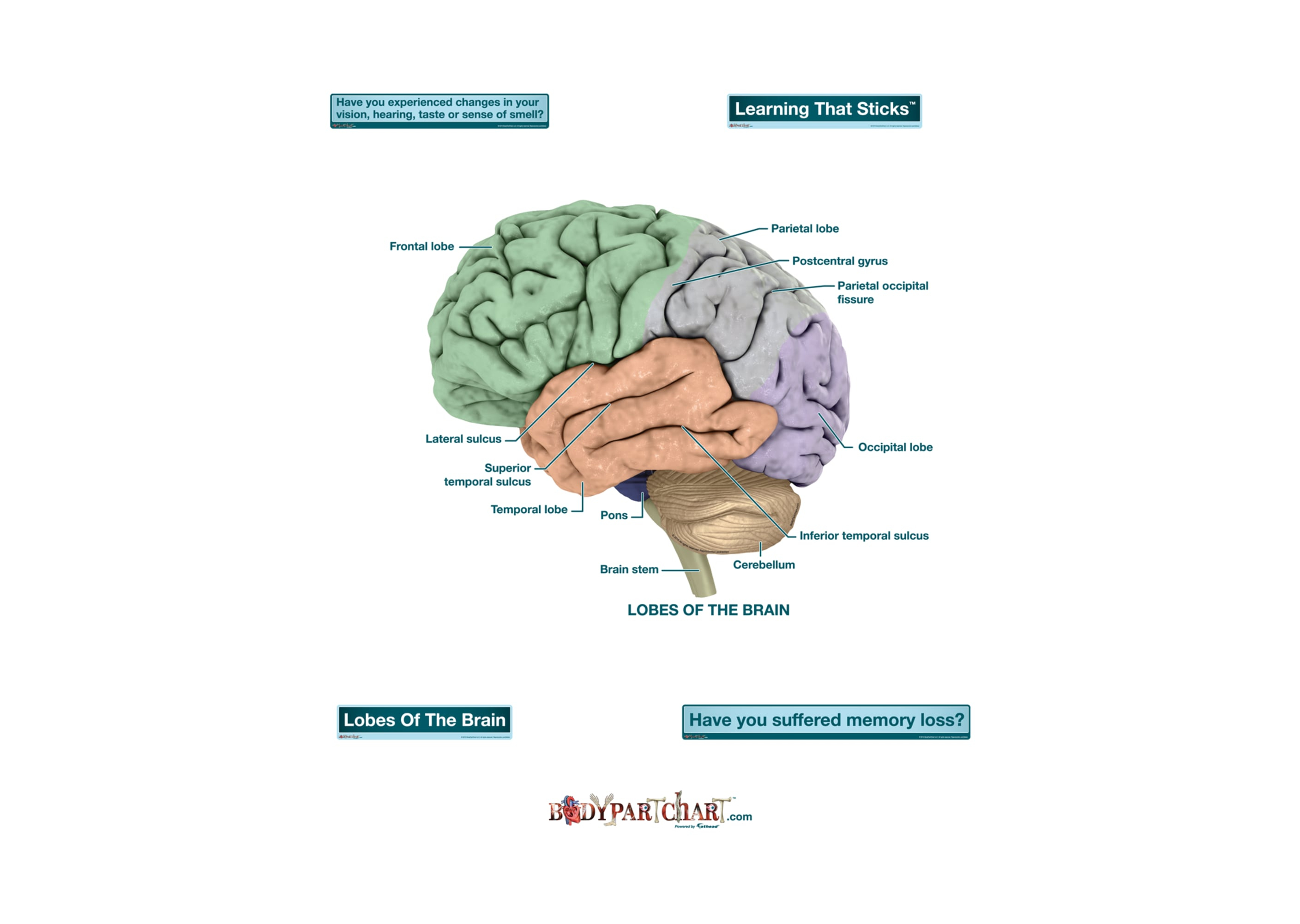 Brain Diagram Labeled Brain Lobes Labeled Body Part Chart Removable Wall Graphic