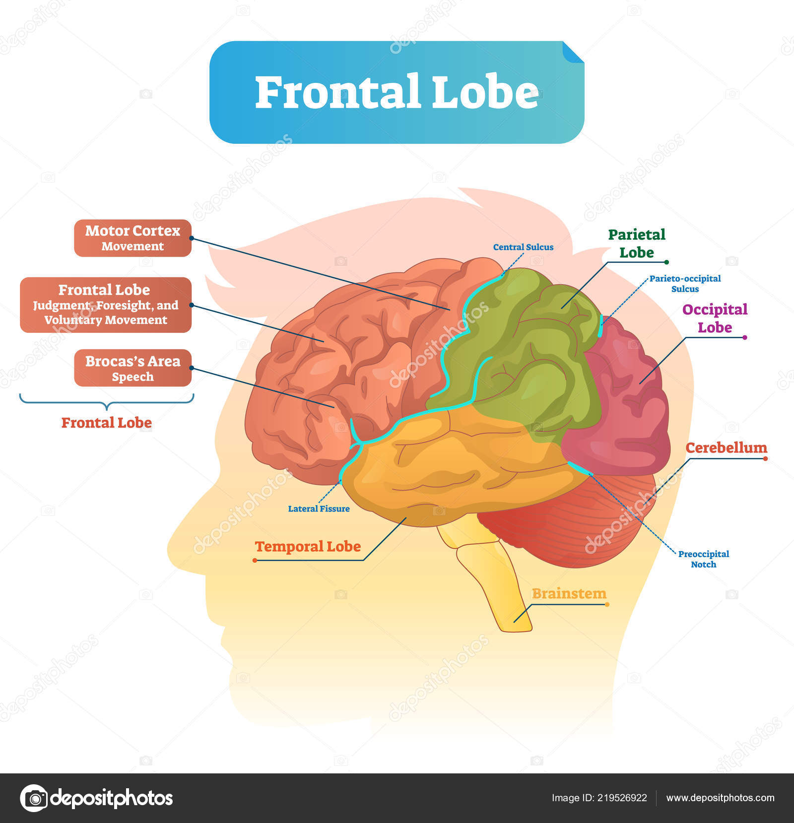 Brain Diagram Labeled Frontal Lobe Vector Illustration Labeled Diagram With Brain Part