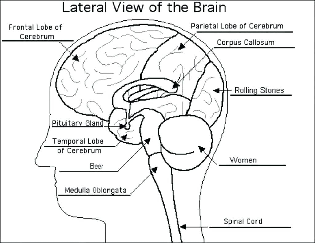 Brain Diagram Labeled Label Parts Of The Brain Drawn Brain Label Label Parts Of The Brain