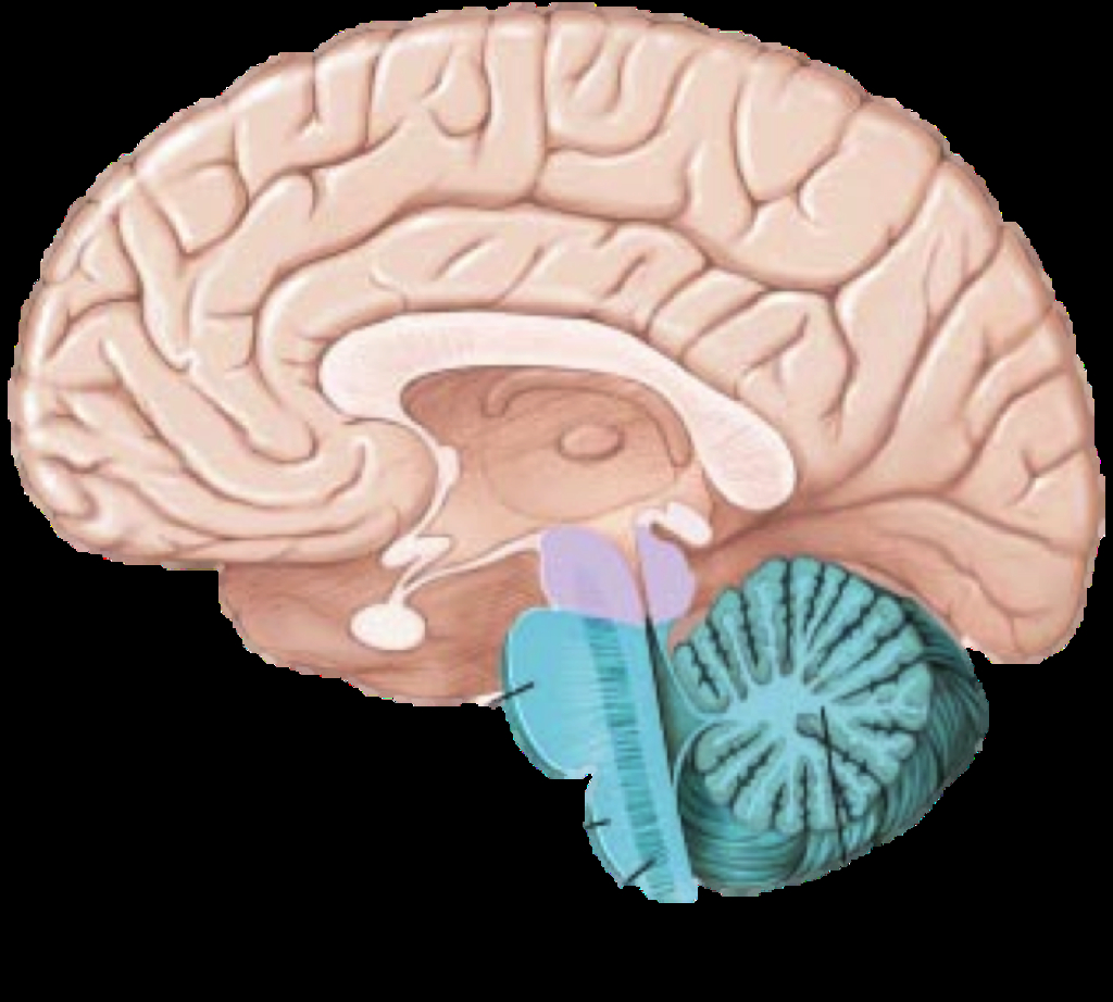Brain Diagram Labeled Part Of The Brain Labeling Practice Brain Diagram Quizlet