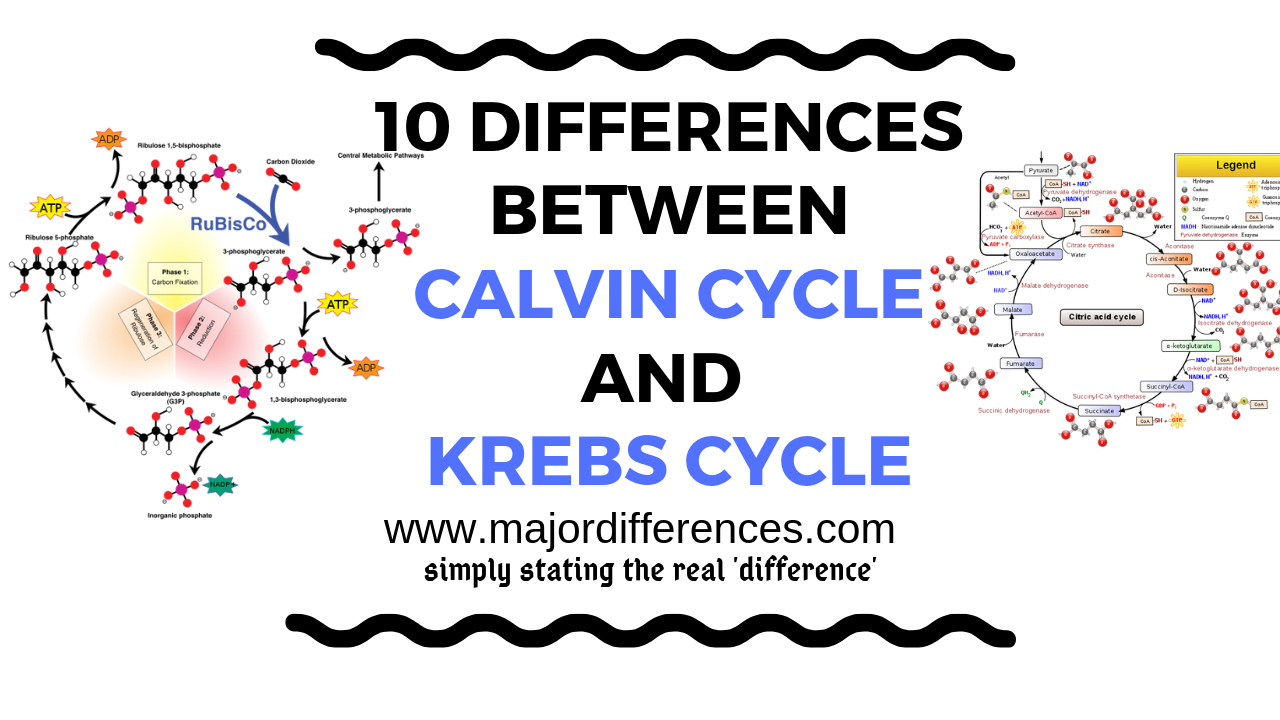 Calvin Cycle Diagram 10 Differences Between Calvin Cycle And Krebs Cycle C3 Cycle Vs