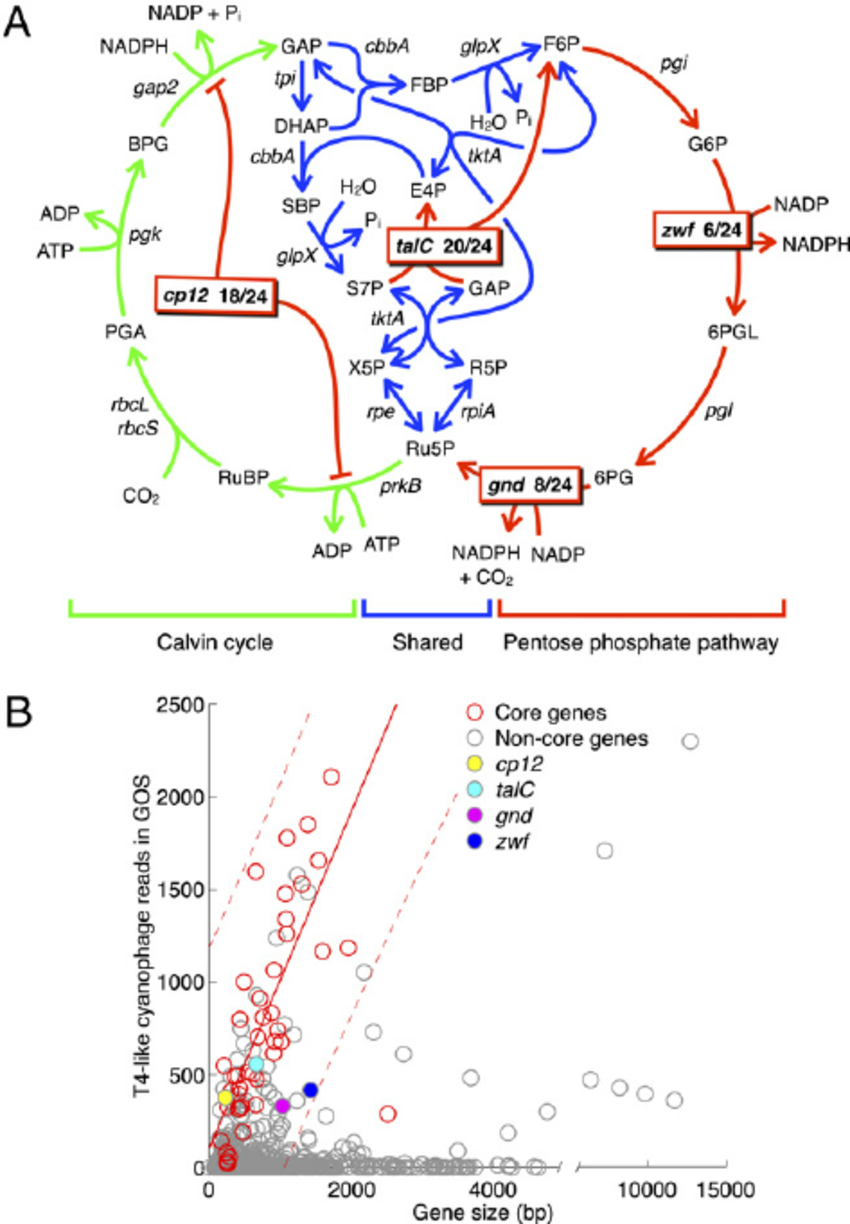Calvin Cycle Diagram A The Ppp And Calvin Cycle In Cyanobacteria Showing Genes Carried