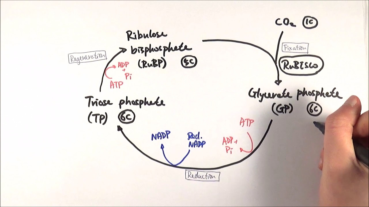 Calvin Cycle Diagram A2 Biology Calvin Cycle The Light Independent Stage Ocr A Chapter 173