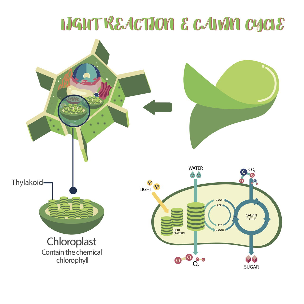Calvin Cycle Diagram All You Need To Know About Photosynthesis And Cellular Respiration