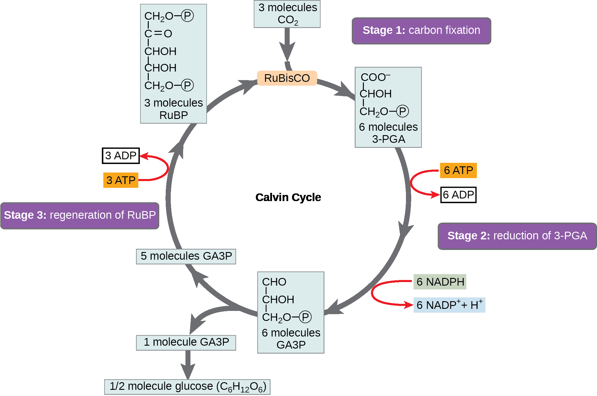Calvin Cycle Diagram Biology 2e The Cell Photosynthesis Using Light Energy To Make