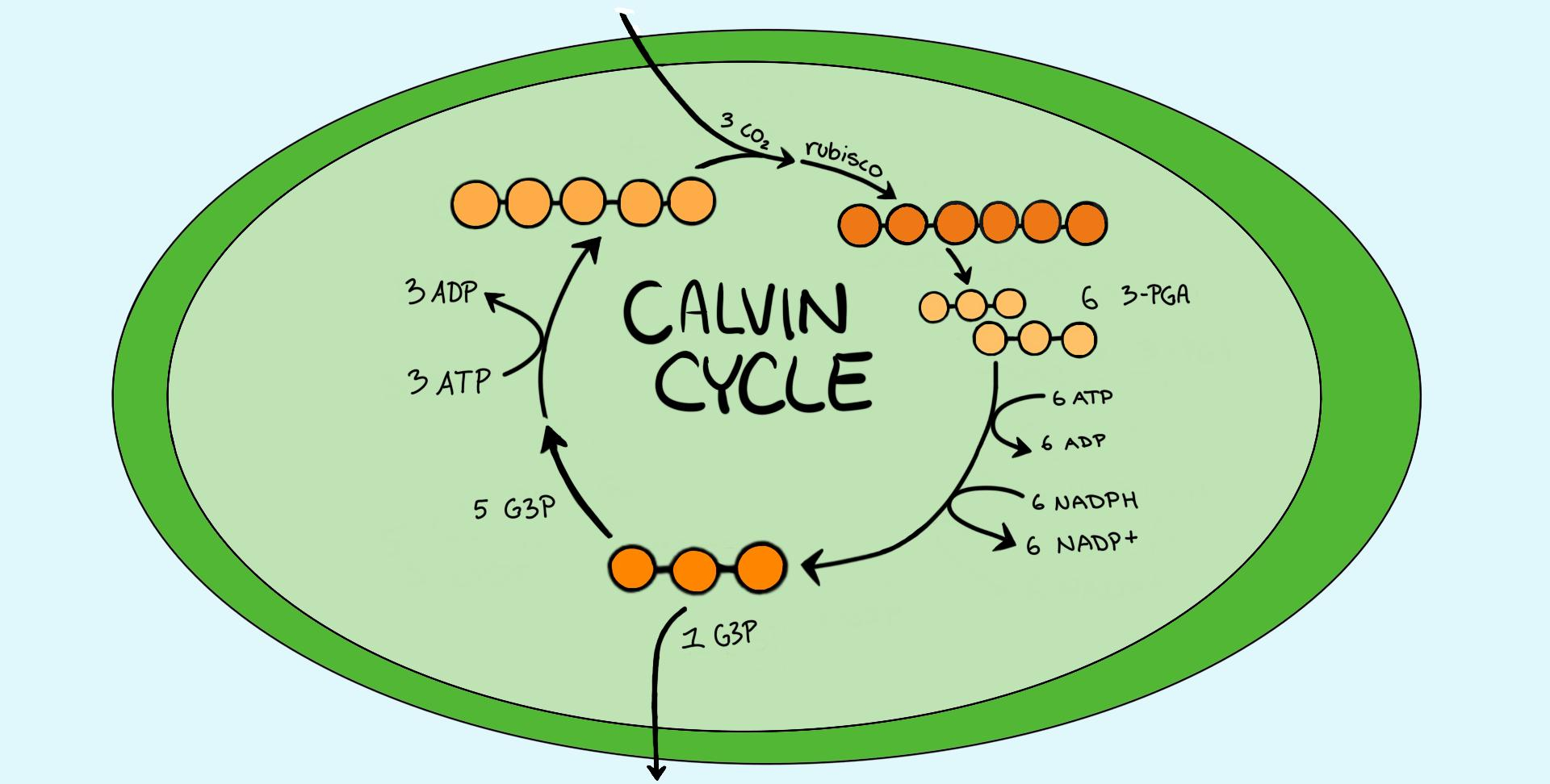 Calvin Cycle Diagram Calvin Cycle Dark Reaction Expii