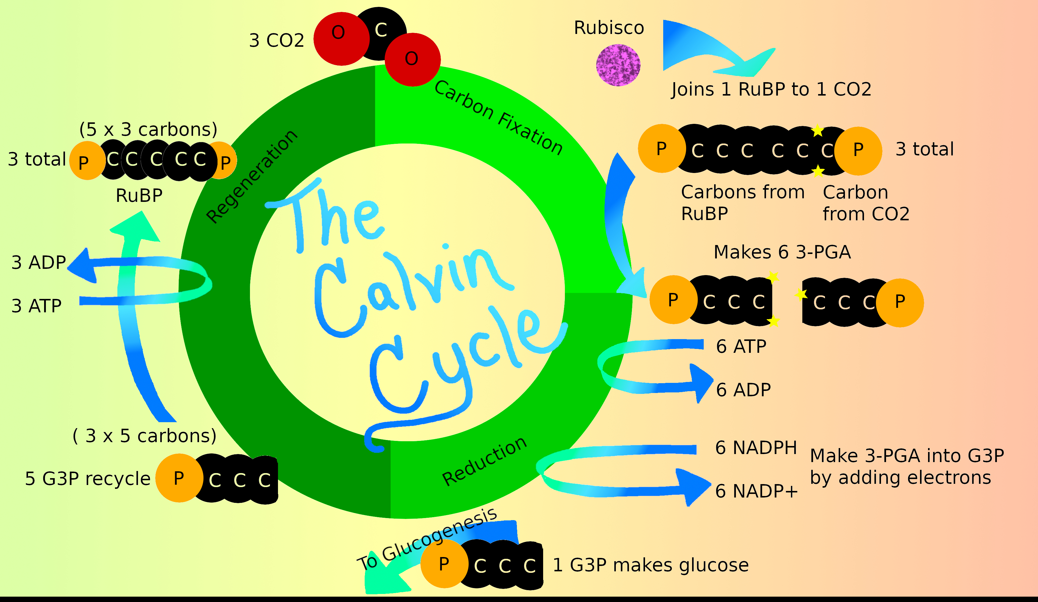 Calvin Cycle Diagram Calvin Cycle Dark Reaction Expii