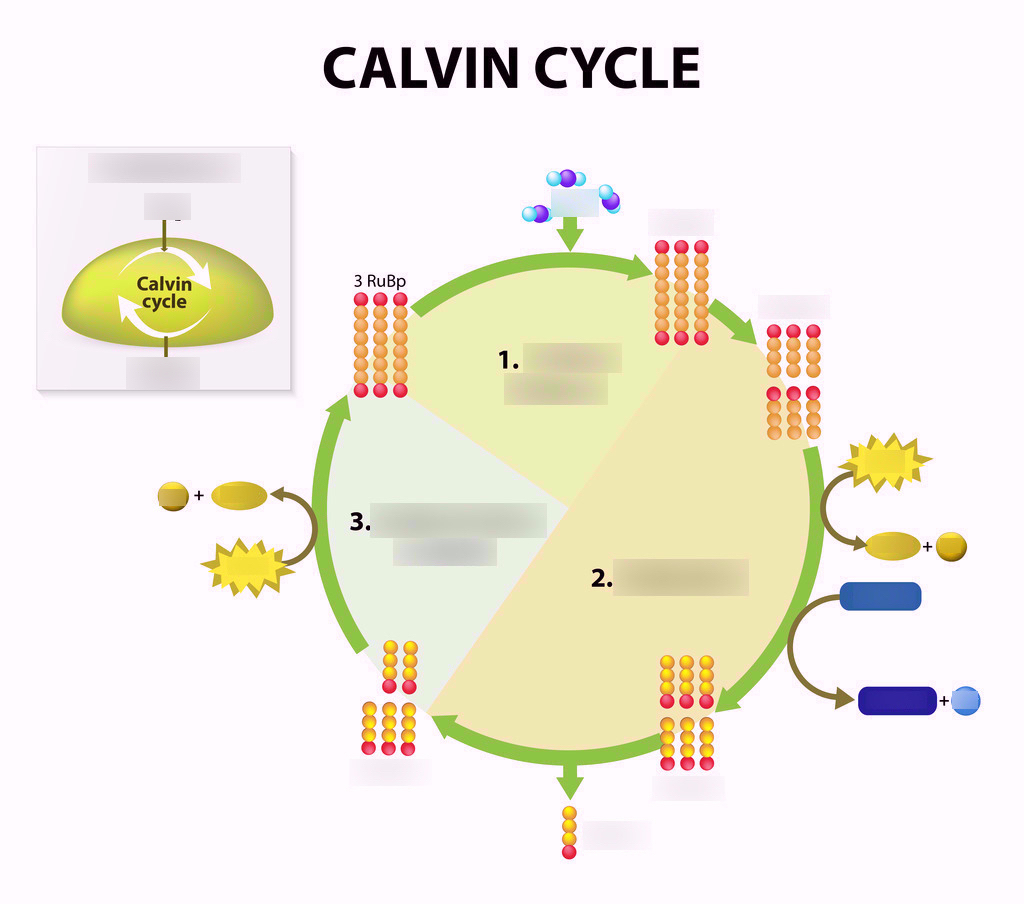 Calvin Cycle Diagram Calvin Cycle Diagram Quizlet