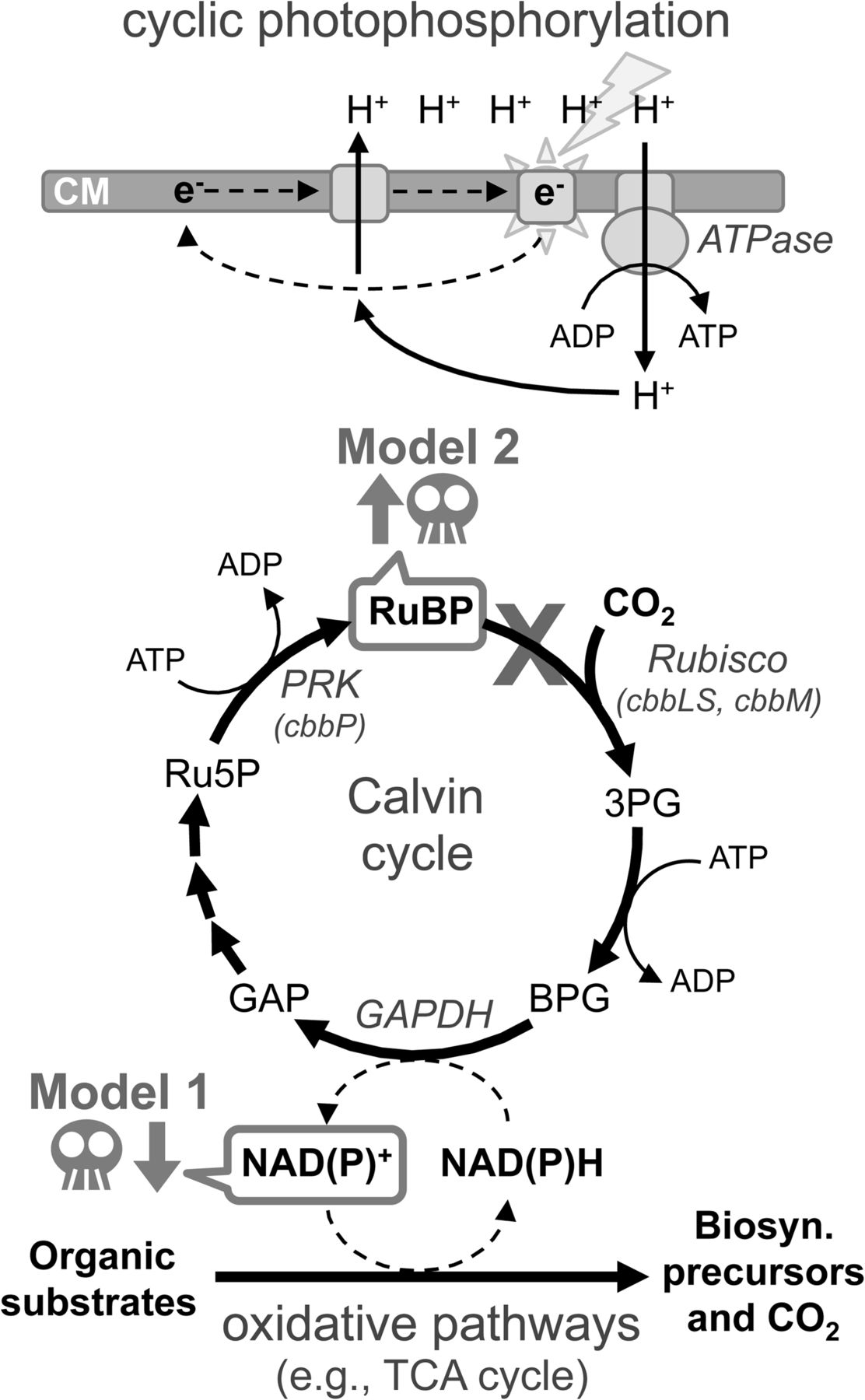 Calvin Cycle Diagram Calvin Cycle Mutants Of Photoheterotrophic Purple Nonsulfur Bacteria
