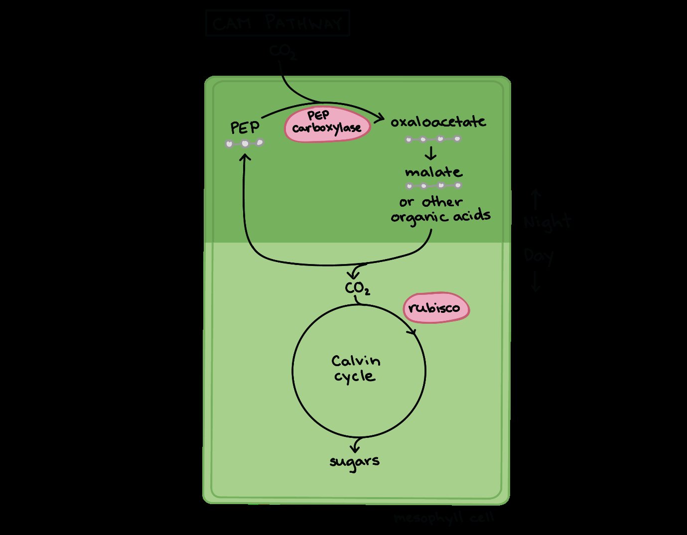 Calvin Cycle Diagram Calvin Cycle Stages Adaption A Level Biology Notes