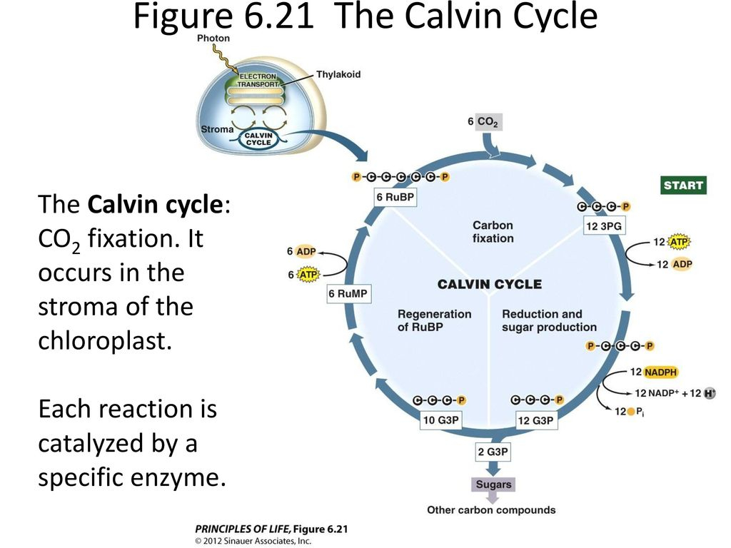 Calvin Cycle Diagram Photosynthesis Part 2 The Calvin Cycle Ppt Download