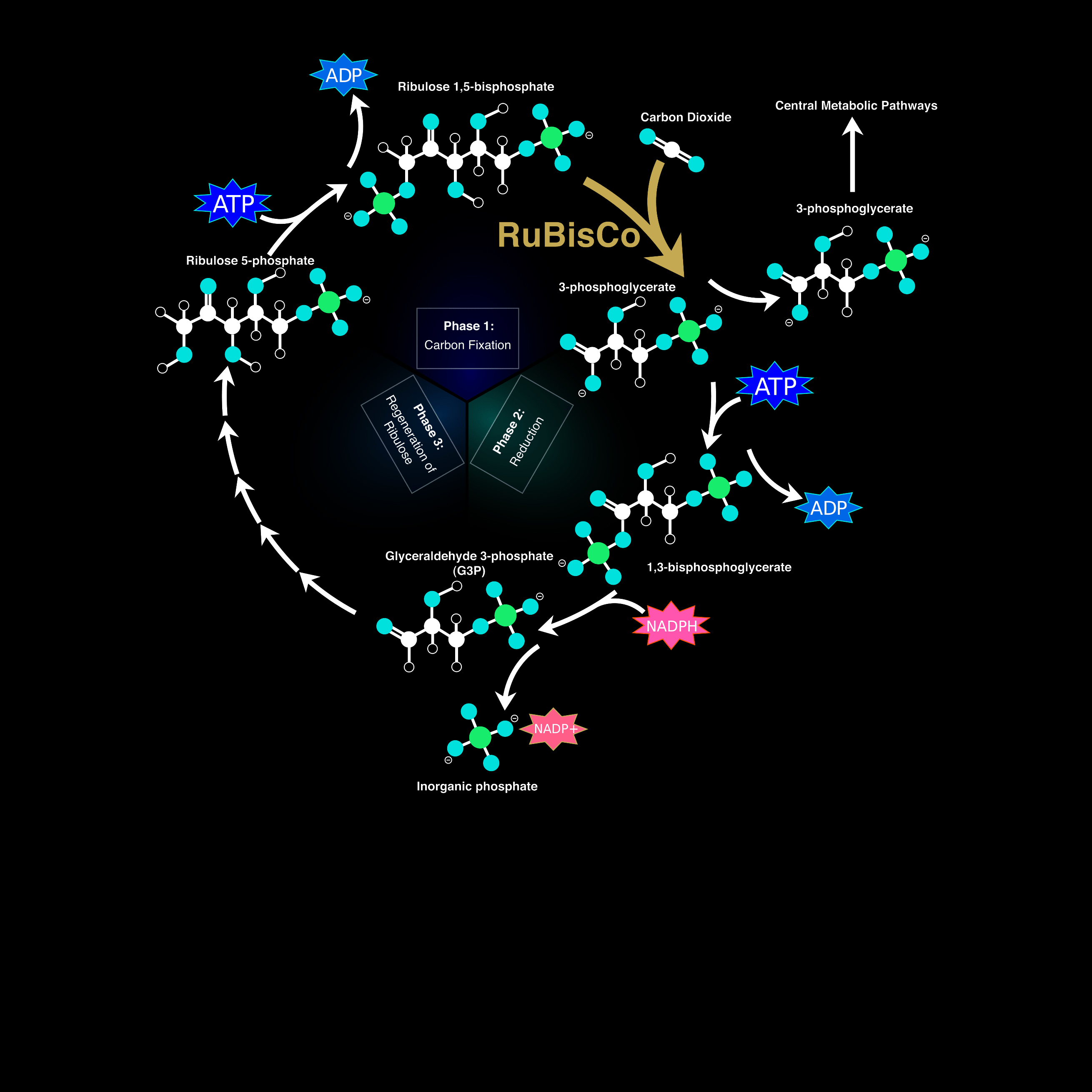 Calvin Cycle Diagram Photosynthesis The Dark Phase
