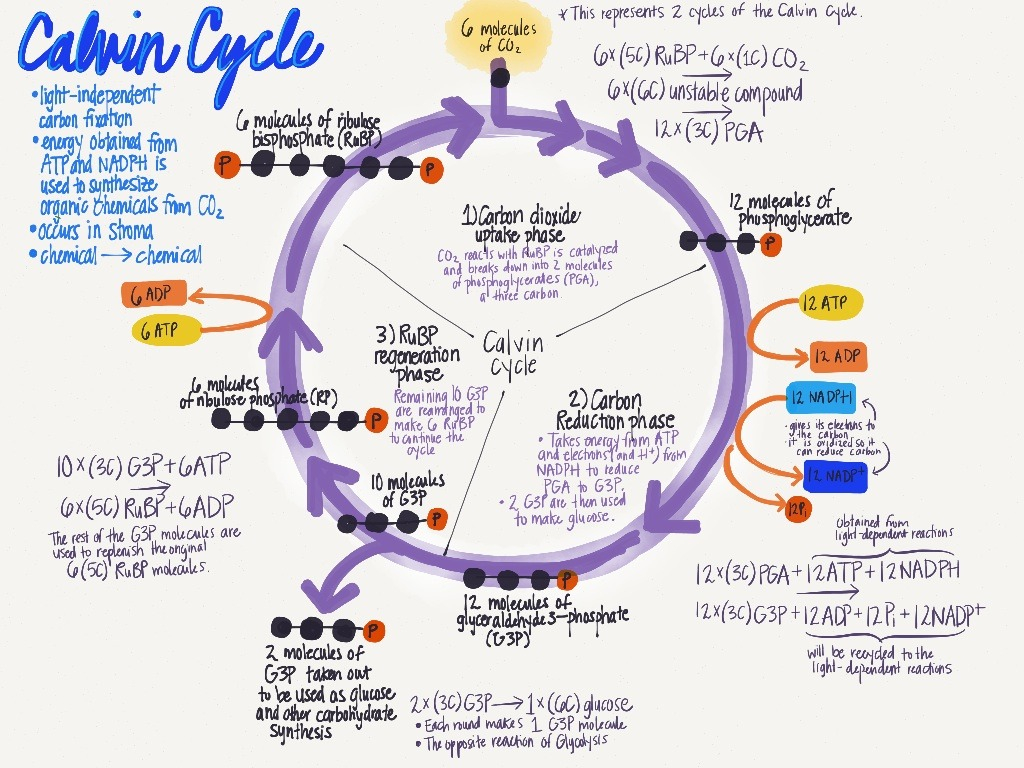 Calvin Cycle Diagram Studyingfordayz Here Is A Nicely Drawn Diagram