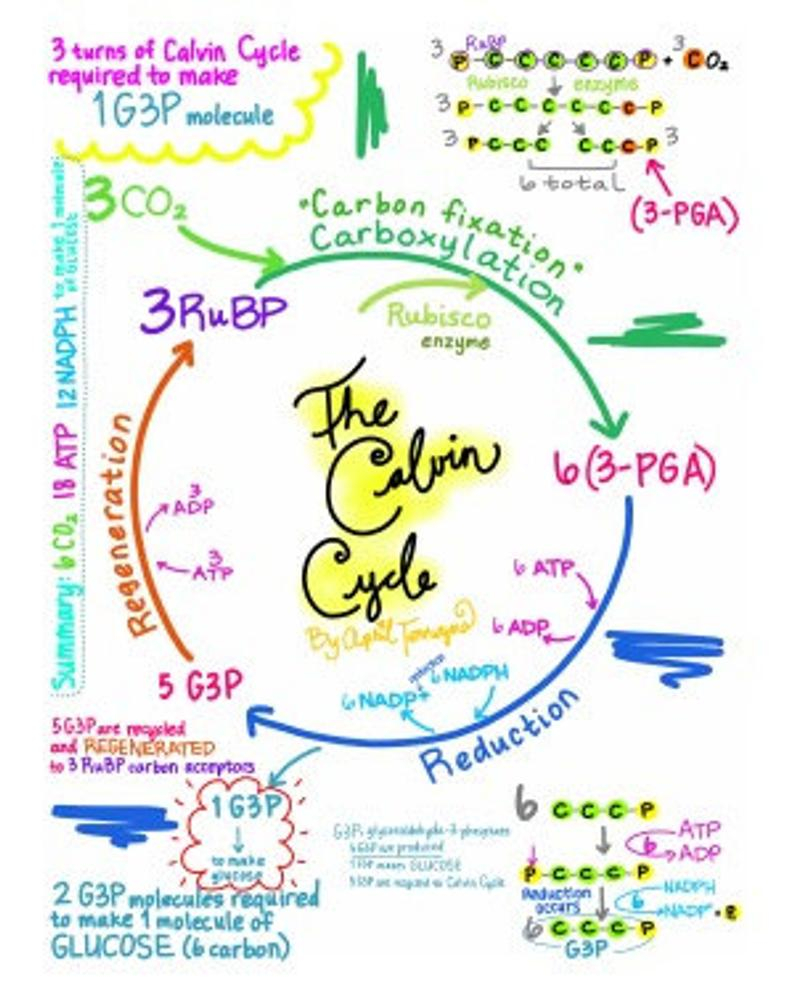 Calvin Cycle Diagram The Calvin Cycle Diagram Full Step Step Explanation Download Photosynthesis Science Carbon Atp Carboxylation Biology