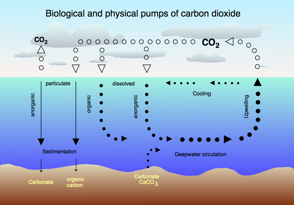 Carbon Cycle Diagram 4 Carbon Cycle