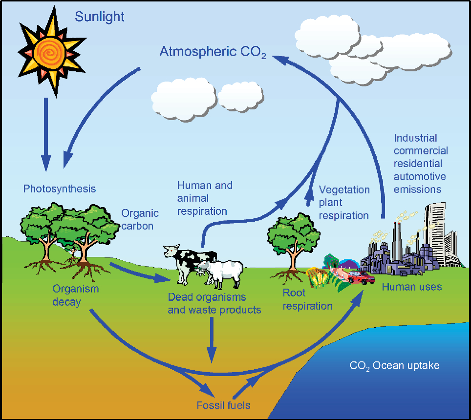 Carbon Cycle Diagram Anthropogenic Chemical Carbon Cycle For A Sustainable Future