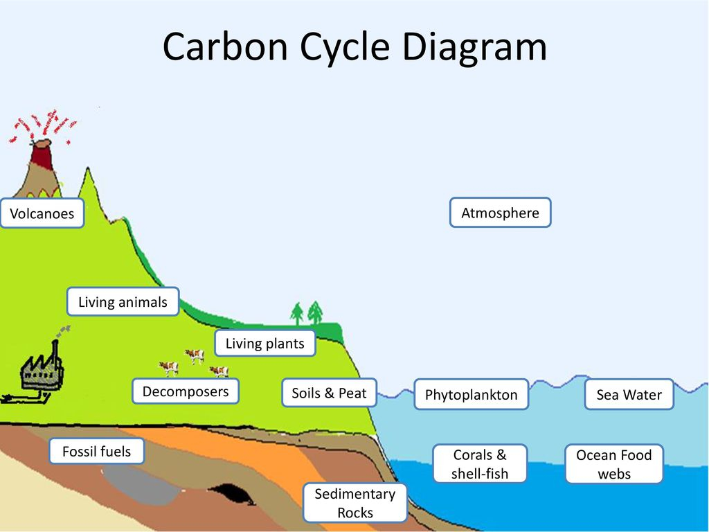 Carbon Cycle Diagram Carbon Cycle Activity Ib Biology Ppt Download